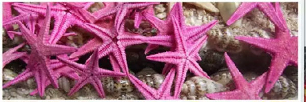 10 pieces Mini Starfish nail decoration